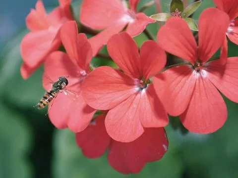 Hoverfly Stock Photos