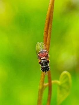 Hoverfly Fotos de archivo