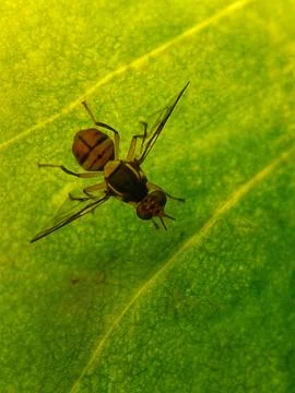 Hoverfly Stock Photos