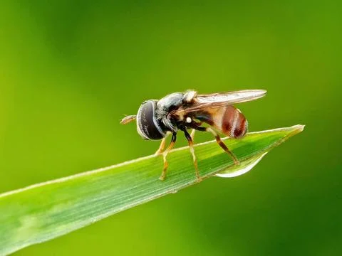 Hoverfly Stock Photos
