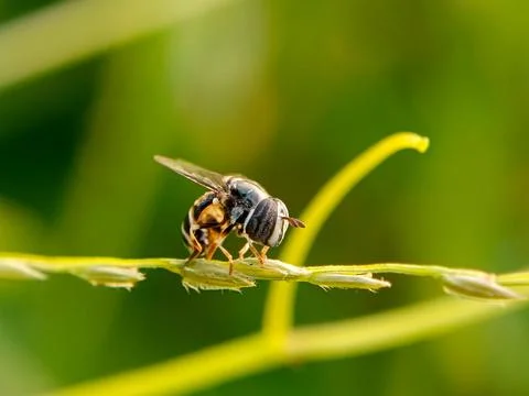 Hoverfly Stock Photos