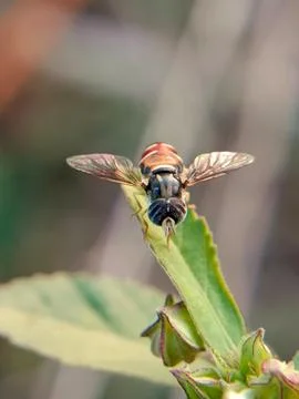 Hoverfly Fotos de archivo