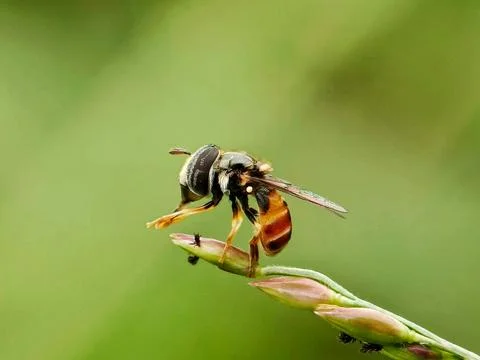Hoverfly Stock Photos