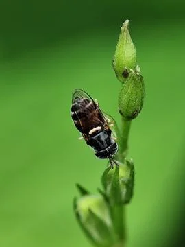 Hoverfly Stock Photos
