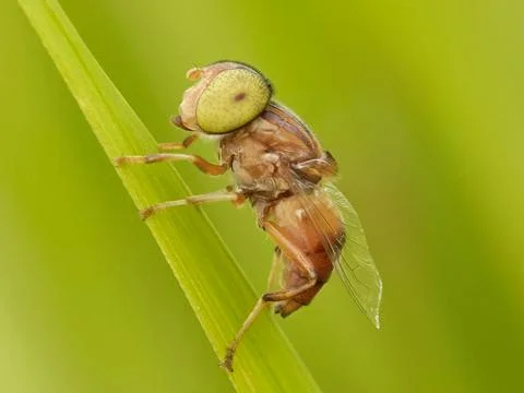 Hoverfly Stock Photos