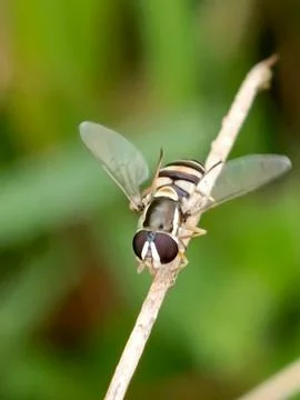 Hoverfly Stock Photos