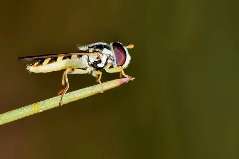 Hoverfly on pine needle. Stock Photos