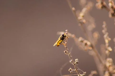 Hoverfly on the plant isolated on brown background Stock Photos