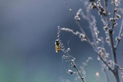 Hoverfly on the plant Stock Photos