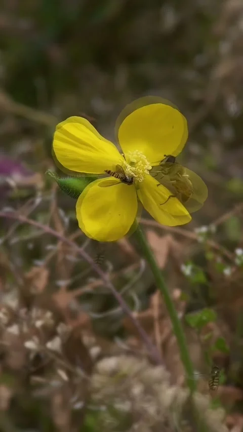 Hoverfly Pollinating Bright Yellow Wildflower in Rural Chinese Landscape Stock Footage 338208664