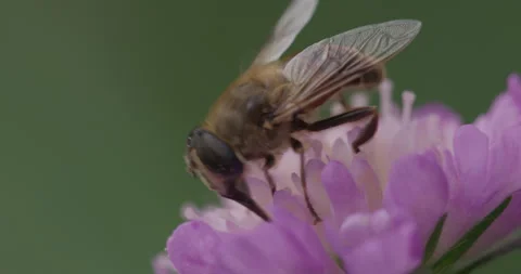 Hoverfly pollinating field scabious flower Vidéo 295192390
