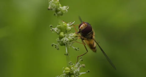 Hoverfly pollinating in the garden Stock Footage 279269669