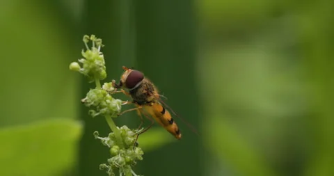 Hoverfly pollinating in the garden Stock Footage 279295580
