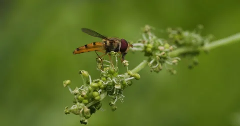 Hoverfly pollinating in the garden Stock Footage 279341160
