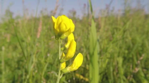 Hoverfly pollinating Lathyrus pratensis - meadow vetchling 스톡 동영상 68663178