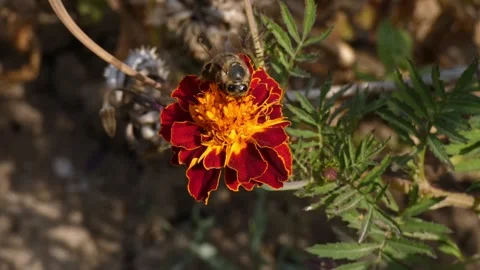 Hoverfly pollinating red marigold Tagetes flower in garden and flying away 스톡 동영상 343559269