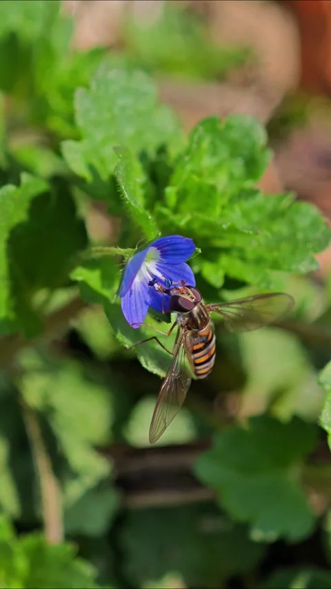 Hoverfly Pollinating Small Blue Flower in Garden Vídeo Stock 329951816