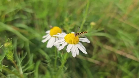 Hoverfly pollinating a wild chamomile flower Stock Footage 346504782