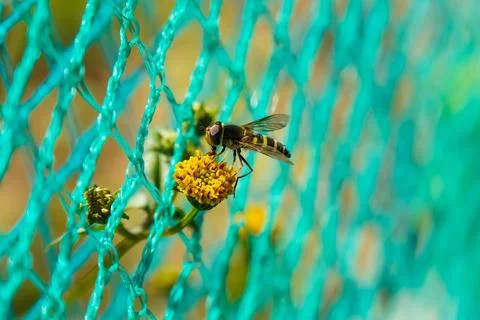 Hoverfly Pollinating Yellow Flower Through a Blurred Green Netting Stock Photos