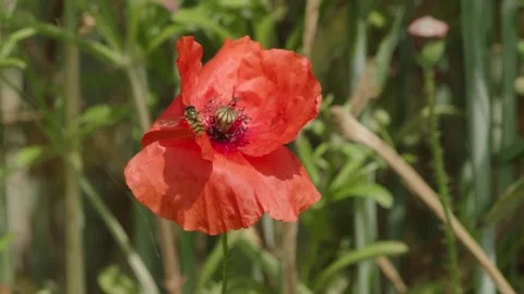 Hoverfly on Poppy Blossom Stock Footage 309921278
