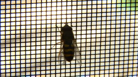 Hoverfly preening on backlit window screen Stock Footage 1214440