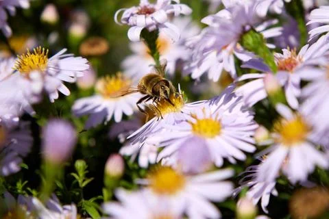 Hoverfly on purple aster, capturing nature's harmony and intricate details. Stock Photos