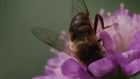 Hoverfly on Purple Flower Closeup. (1) Stock Footage 307264525
