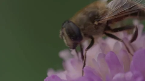 Hoverfly on Purple Flower Closeup. Stock Footage 307264520