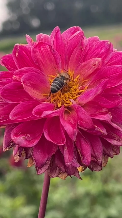 Hoverfly on a red dahlia Stock Footage 255107582