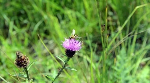 Hoverfly on a River Stock Footage 54144187