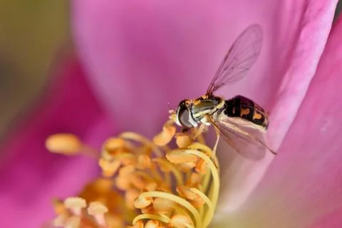 Hoverfly on a Rose Stock Photos