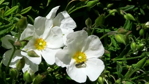 A hoverfly on Sahuc Rock Rose, halimiocistus sahucii, in a Devon garden. Stock Footage 155011941