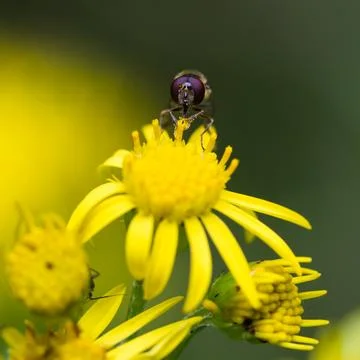 Hoverfly seeking nectar Stock Photos