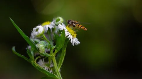 Hoverfly Sipping Nectar on a Daisy-like Bloom Stock Photos
