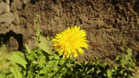 Hoverfly sips nectar from dandelion. Hoverflies. Insects pollinate flowers. Bee Stock Footage 162754755
