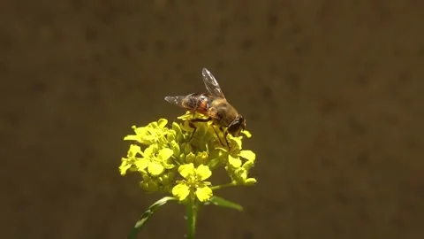 Hoverfly sips the nectar from flower. common drone fly (Eristalis tenax) Not bee Stock Footage 243187246