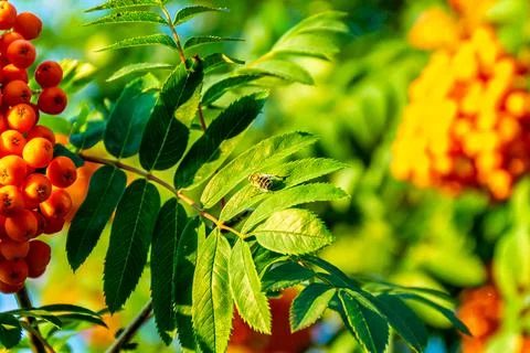 Hoverfly sits and warms itself in the morning sun on a rowan leaf with bunches Stock Photos