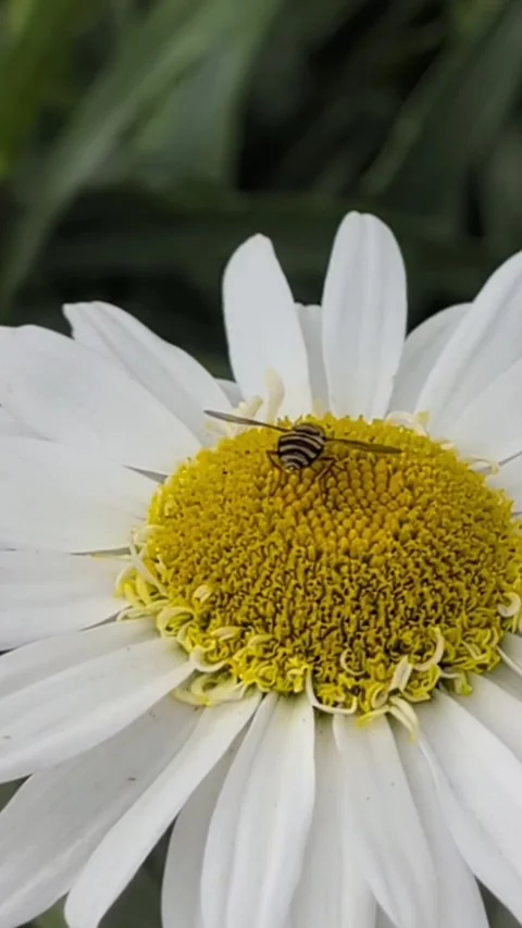 A hoverfly sits on a daisy and collects nectar. Wildlife in the garden in summer Stock Footage 344373146