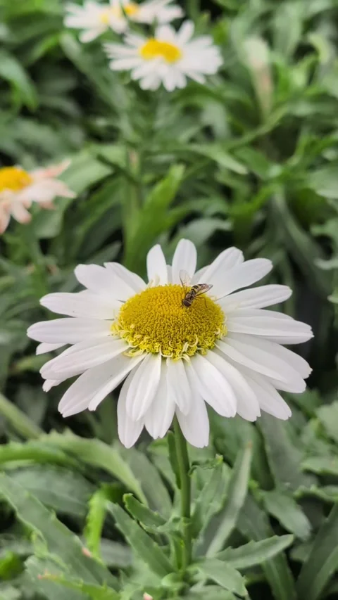 A hoverfly sits on a daisy and collects nectar. Wildlife in the garden in summer Stock Footage 344373154
