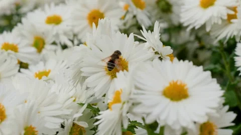 A hoverfly sits on flowers during the day Stock Footage 254928174