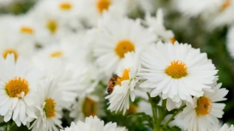 A hoverfly sits on flowers during the day Stock Footage 254928204