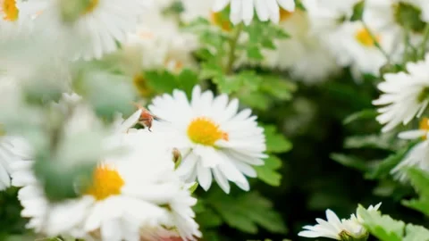 A hoverfly sits on flowers during the day Stock Footage 254928663