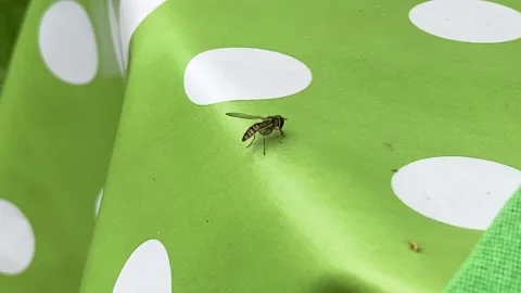 Hoverfly sits on green gardentable searching for drops of nectar Stock Footage 133962777