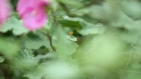 A hoverfly sits on a leaf with a pink flower in the foreground Stock Footage 112185845