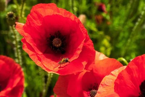 Hoverfly sitting inside a large red poppy flower Stock Photos