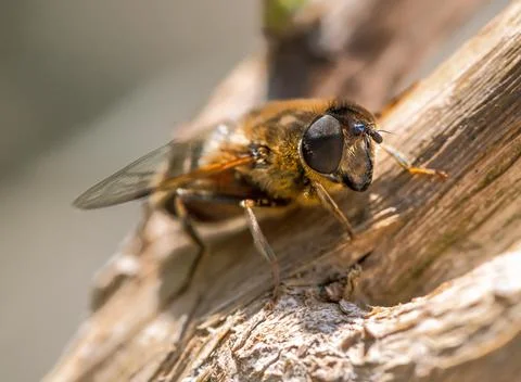 Hoverfly sitting on a piece of wood Stock Photos