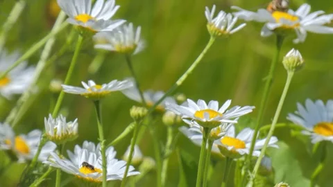 Hoverfly sitting on white daisy flower in meadow Stock Footage 329900429