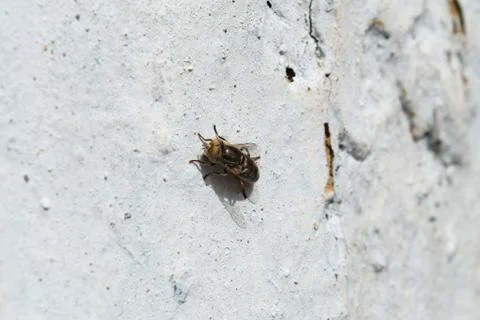 Hoverfly sitting on a white wall Foto stock