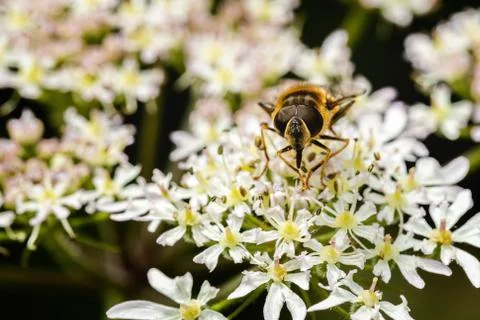 Hoverfly on some flowers Stock Photos