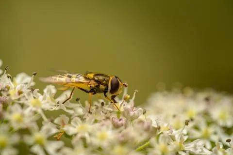 Hoverfly on some flowers Stock Photos